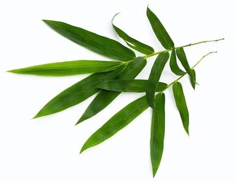 Simpla 360 contains bamboo leaves ecstate